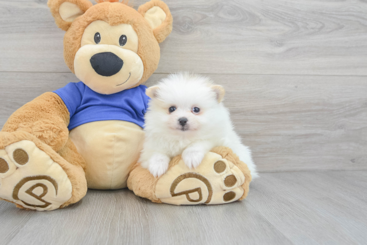 Sweet Pomeranian Purebred Puppy