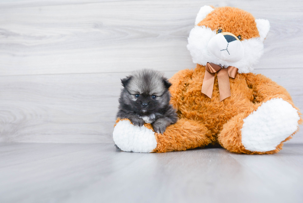 Adorable Pomeranian Purebred Puppy