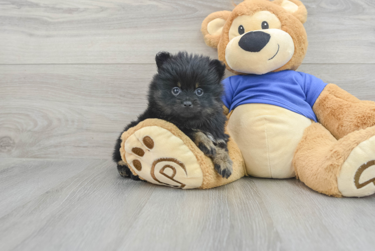 Popular Pomeranian Purebred Pup