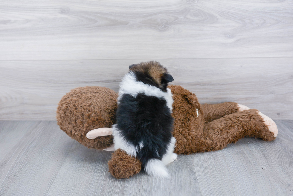 Sweet Pomeranian Purebred Puppy