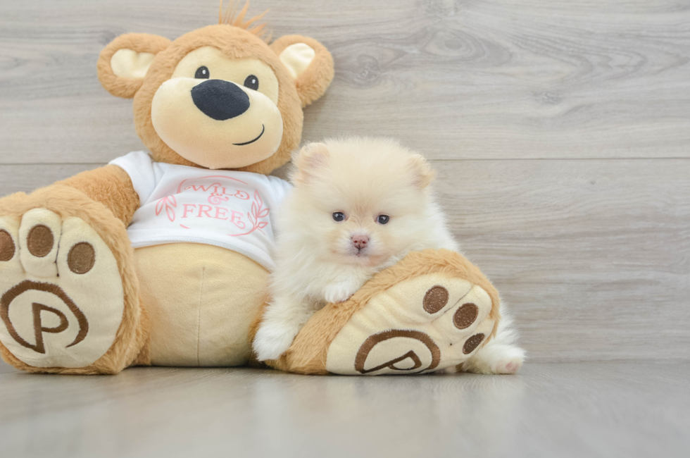 5 week old Pomeranian Puppy For Sale - Premier Pups