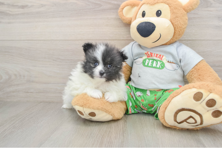 Small Pomeranian Purebred Pup