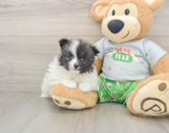 8 week old Pomeranian Puppy For Sale - Premier Pups