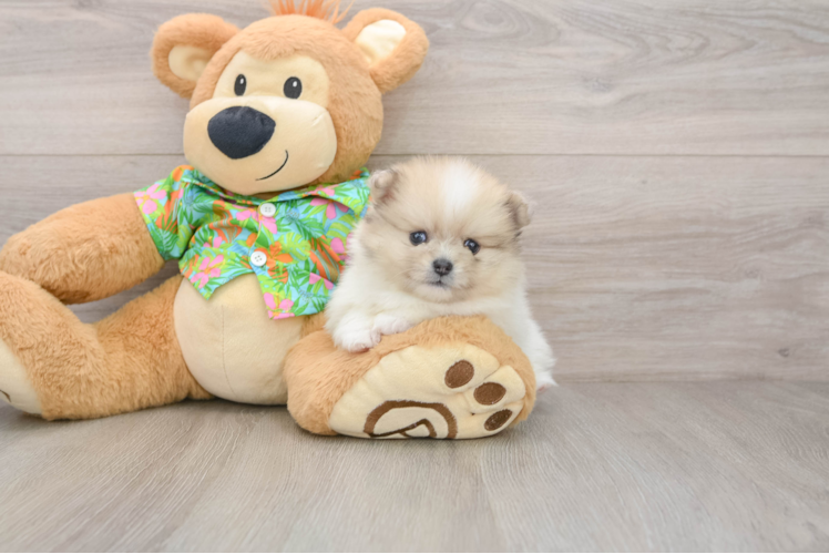 Pomeranian Puppy for Adoption