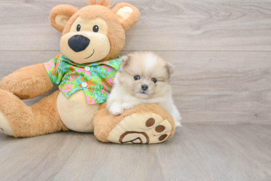 Pomeranian Puppy for Adoption
