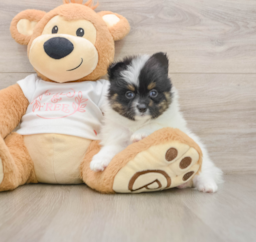 7 week old Pomeranian Puppy For Sale - Premier Pups