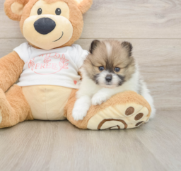 5 week old Pomeranian Puppy For Sale - Premier Pups