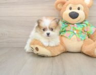 8 week old Pomeranian Puppy For Sale - Premier Pups