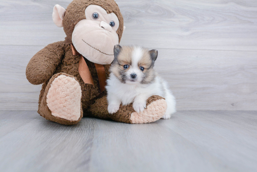 Pomeranian Pup Being Cute