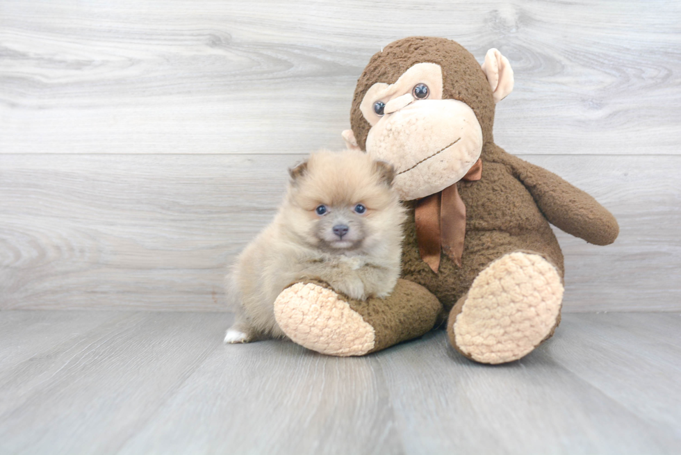 Playful Pomeranian Baby