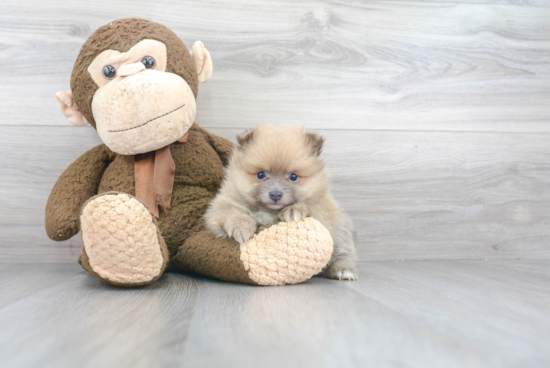 Fluffy Pomeranian Purebred Puppy