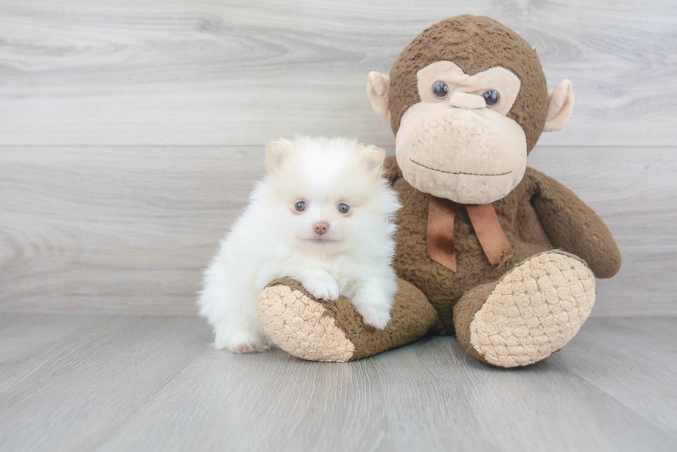 Adorable Pomeranian Purebred Puppy