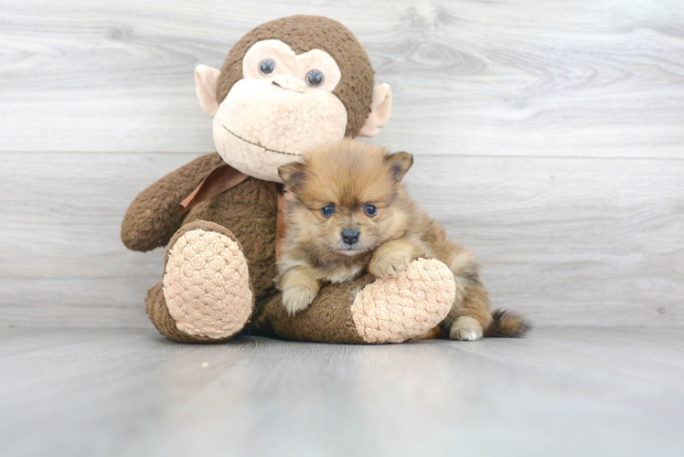 Pomeranian Puppy for Adoption