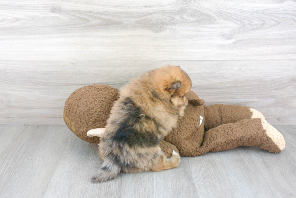 Happy Pomeranian Purebred Puppy