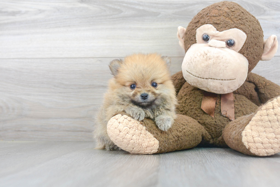 Pomeranian Pup Being Cute