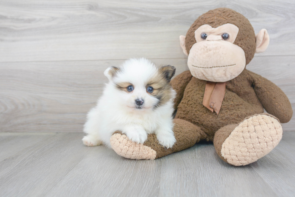 Hypoallergenic Pomeranian Purebred Pup