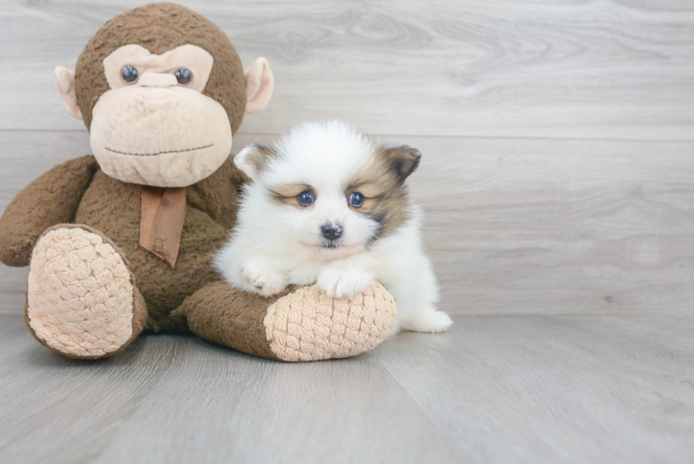 Little Pomeranian Purebred Pup