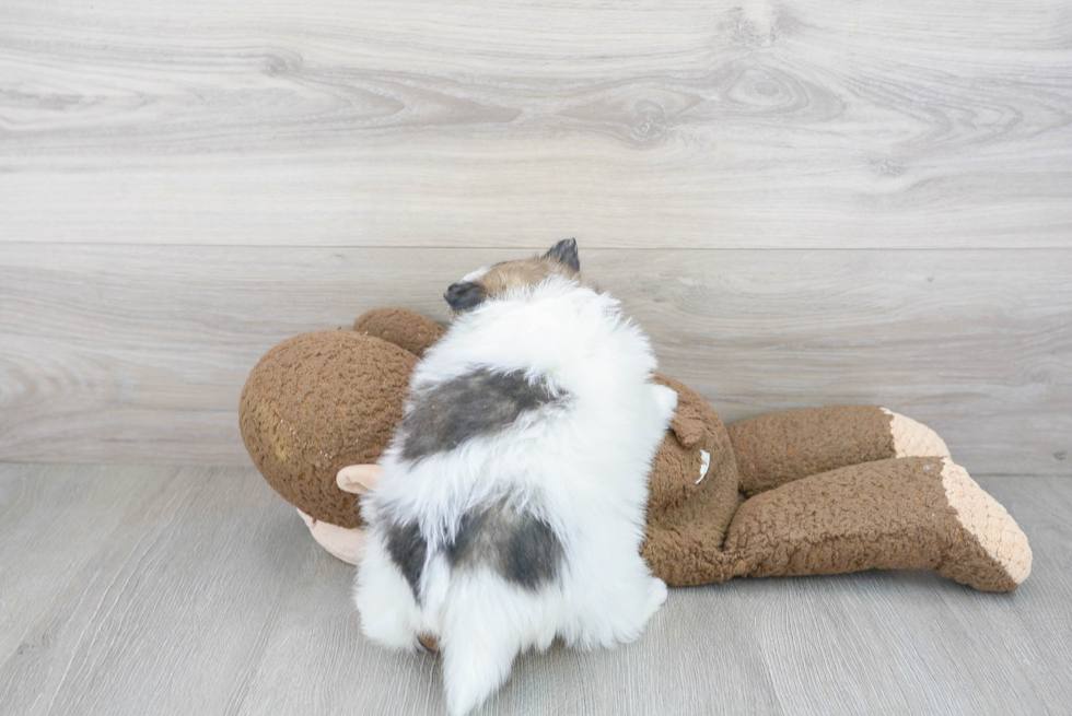 Fluffy Pomeranian Purebred Puppy