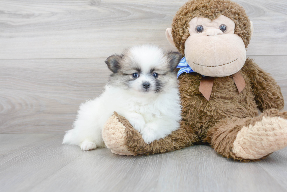 Pomeranian Pup Being Cute