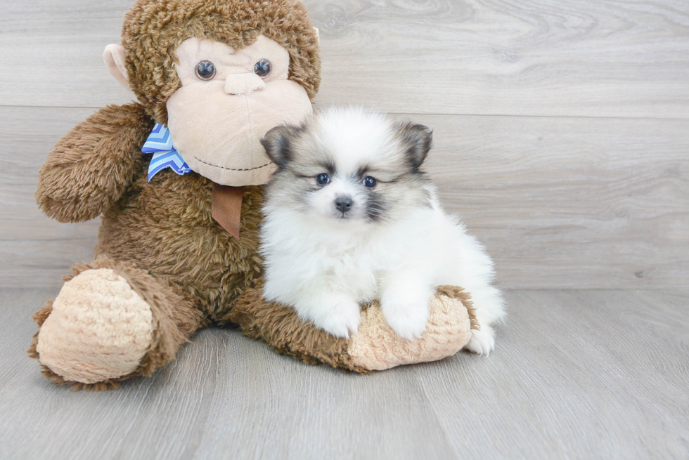 Small Pomeranian Purebred Pup