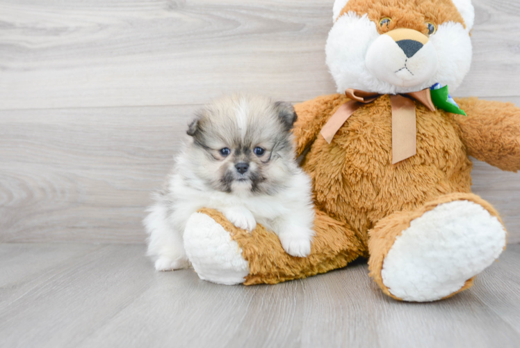 Sweet Pomeranian Purebred Puppy