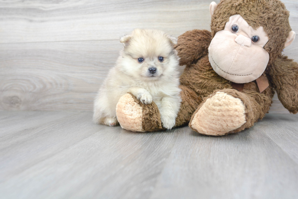 Pomeranian Pup Being Cute