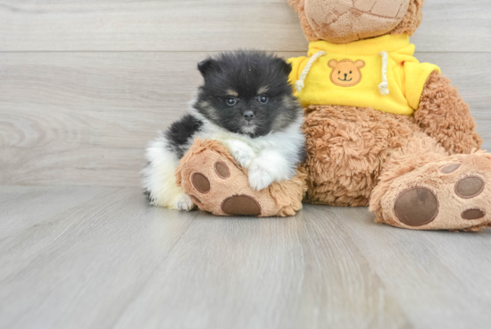 Playful Pomeranian Purebred Pup