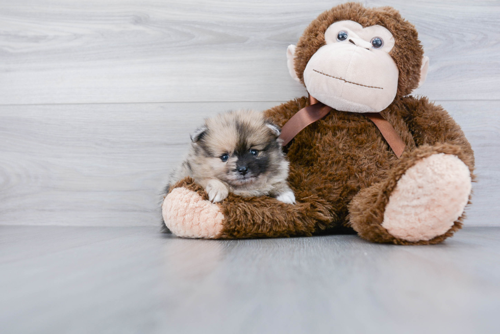 Smart Pomeranian Purebred Puppy