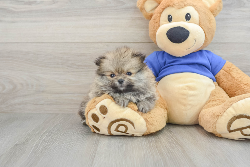 Pomeranian Pup Being Cute