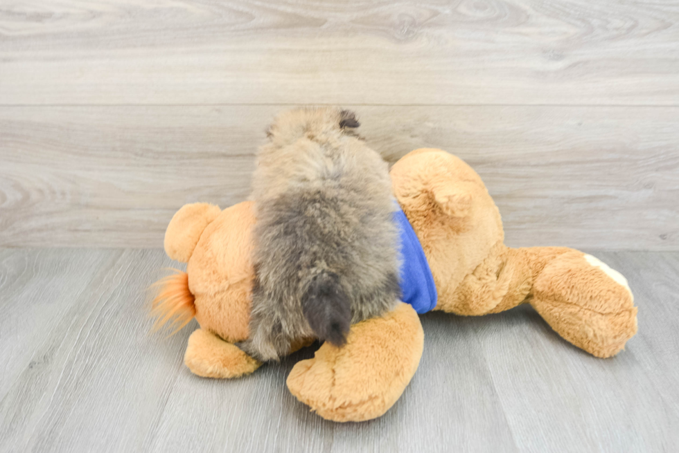 Pomeranian Puppy for Adoption