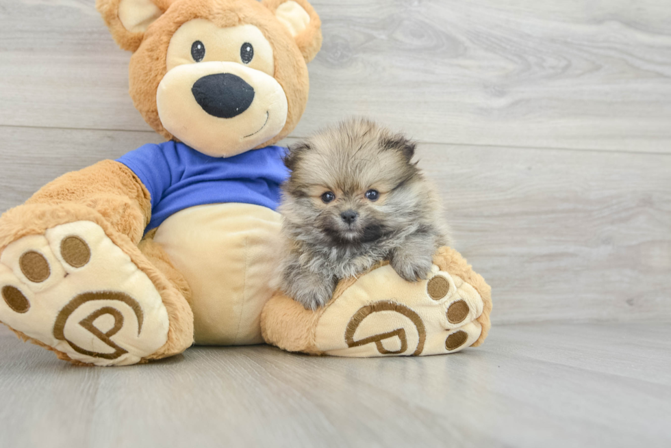 Best Pomeranian Baby