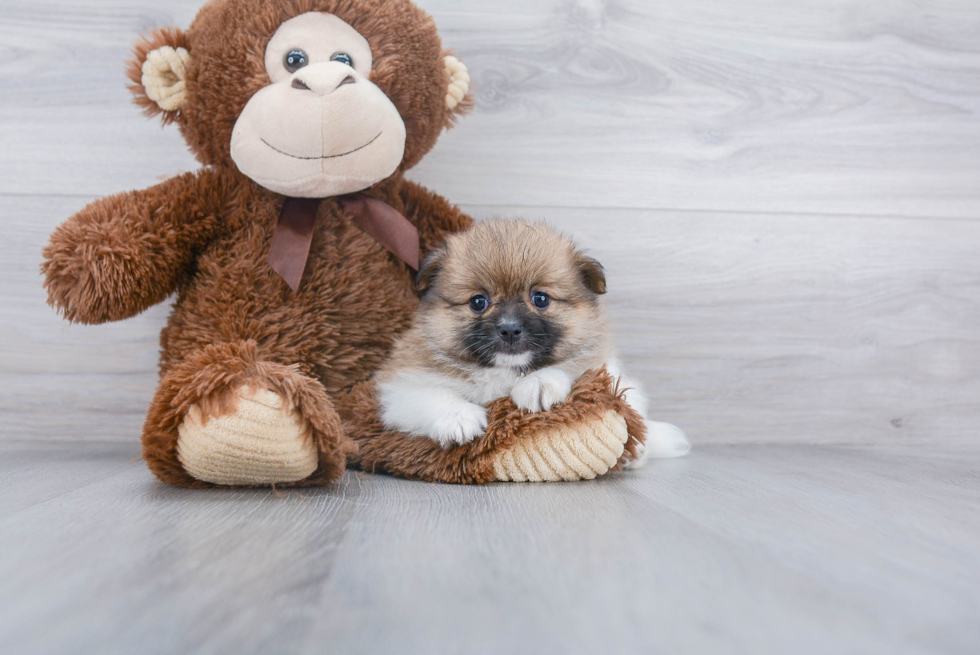 Hypoallergenic Pomeranian Purebred Pup