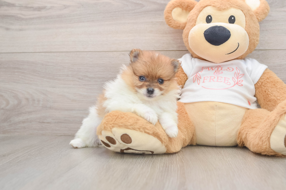 Pomeranian Puppy for Adoption