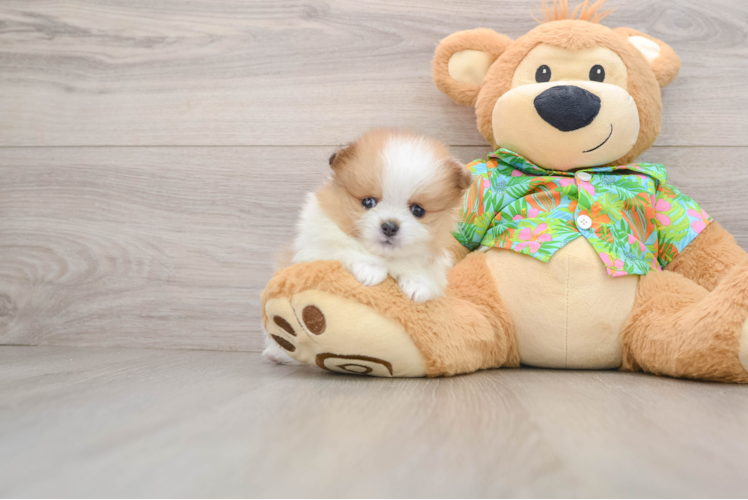Pomeranian Pup Being Cute