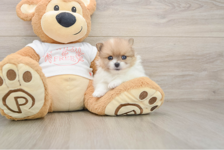 Best Pomeranian Baby