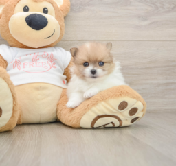 5 week old Pomeranian Puppy For Sale - Premier Pups