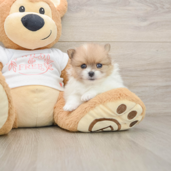 Best Pomeranian Baby