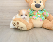 9 week old Pomeranian Puppy For Sale - Premier Pups