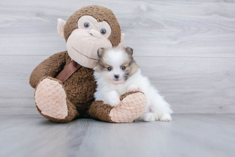 Playful Pomeranian Baby