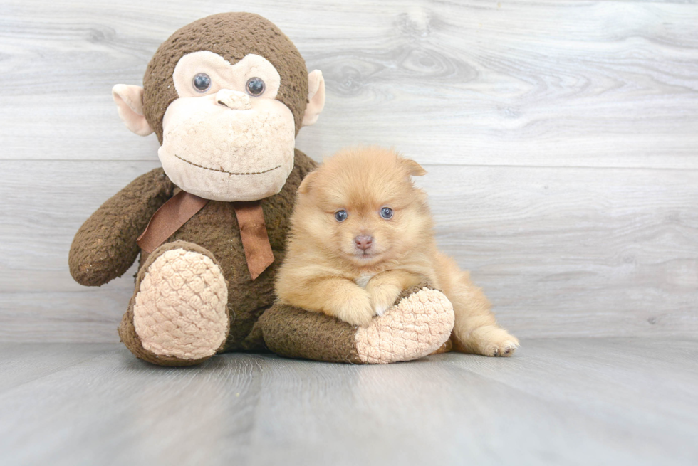 Adorable Pomeranian Purebred Puppy