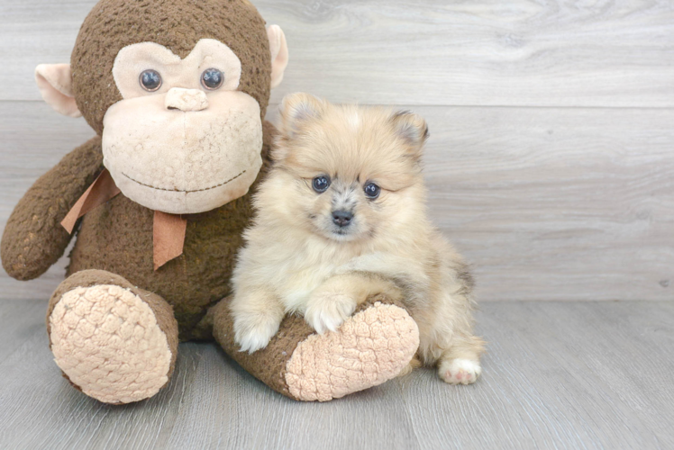 Sweet Pomeranian Purebred Puppy