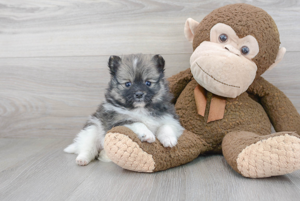 Cute Pomeranian Purebred Puppy