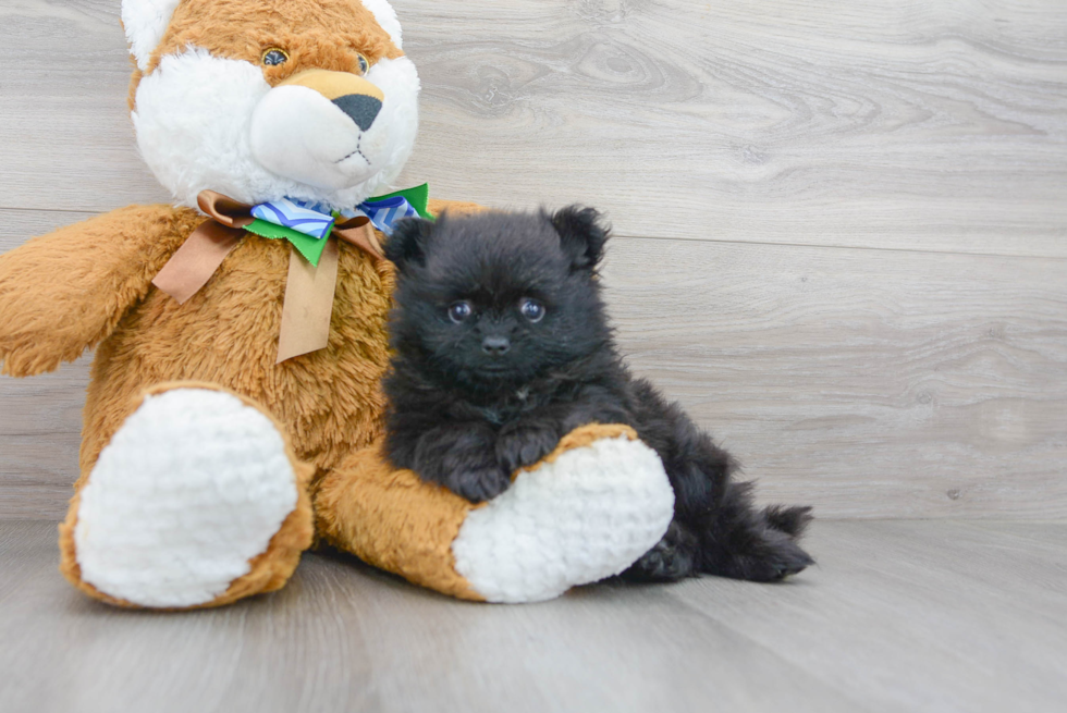 Energetic Pomeranian Purebred Puppy