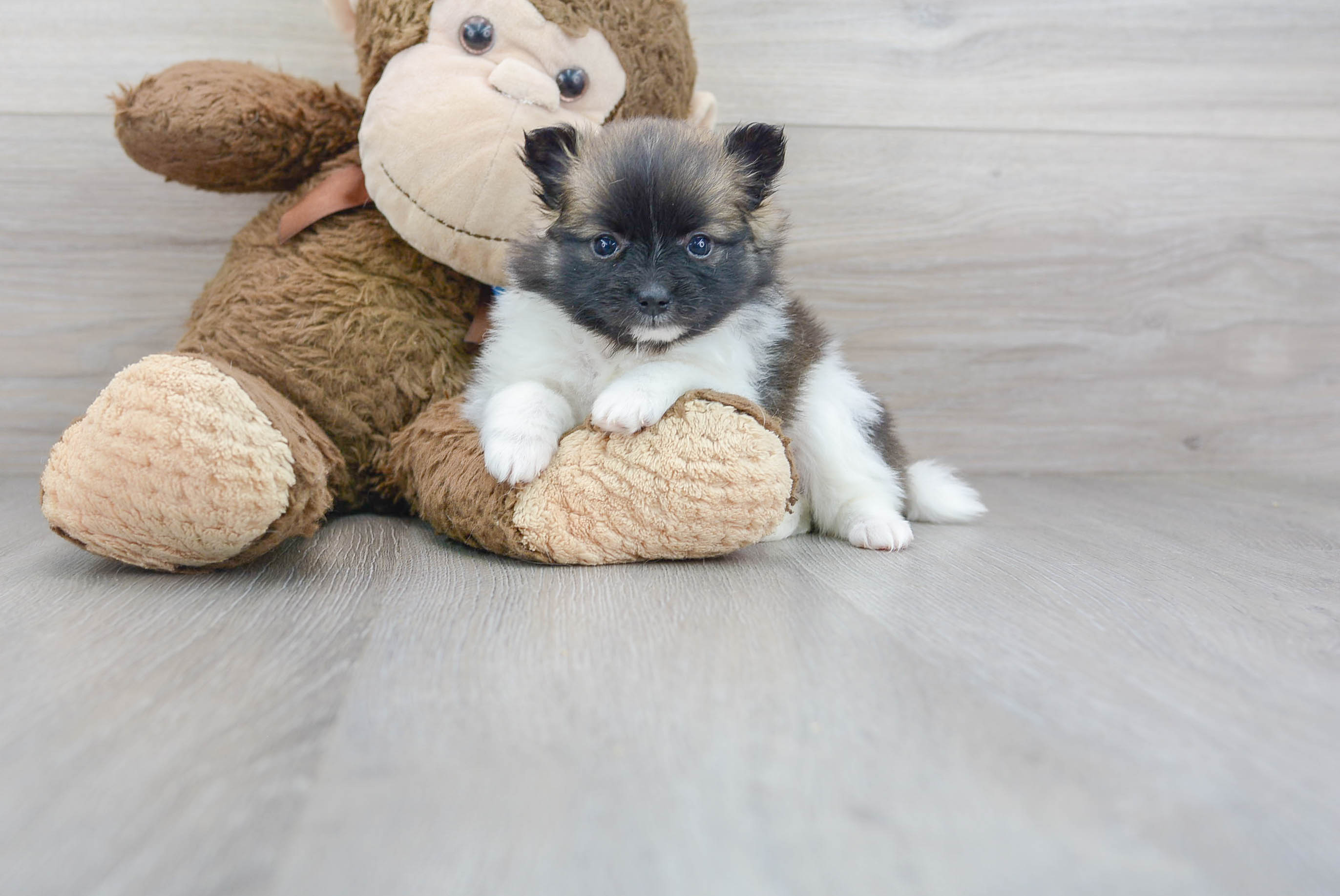 Pomeranian Pup Being Cute