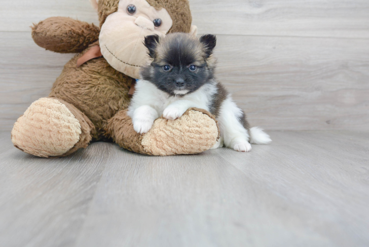 Pomeranian Pup Being Cute
