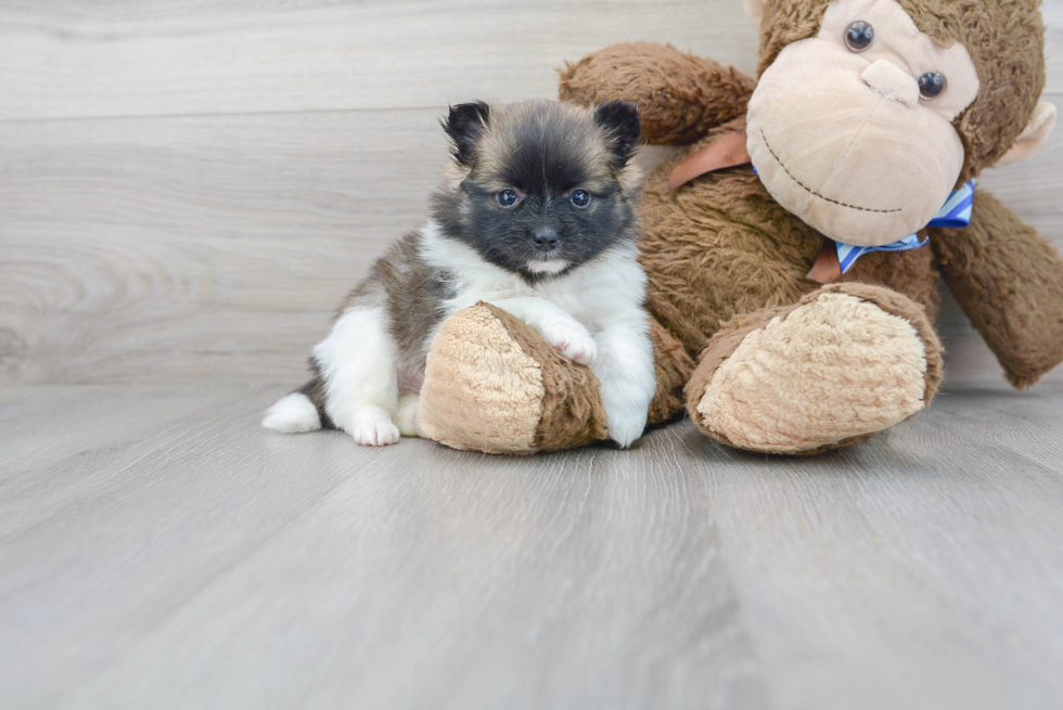 Pomeranian Pup Being Cute
