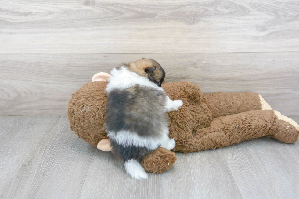 Cute Pomeranian Purebred Puppy