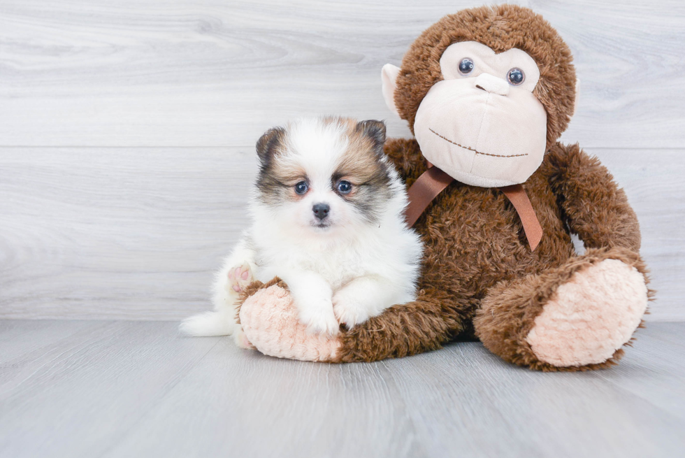 Friendly Pomeranian Purebred Pup