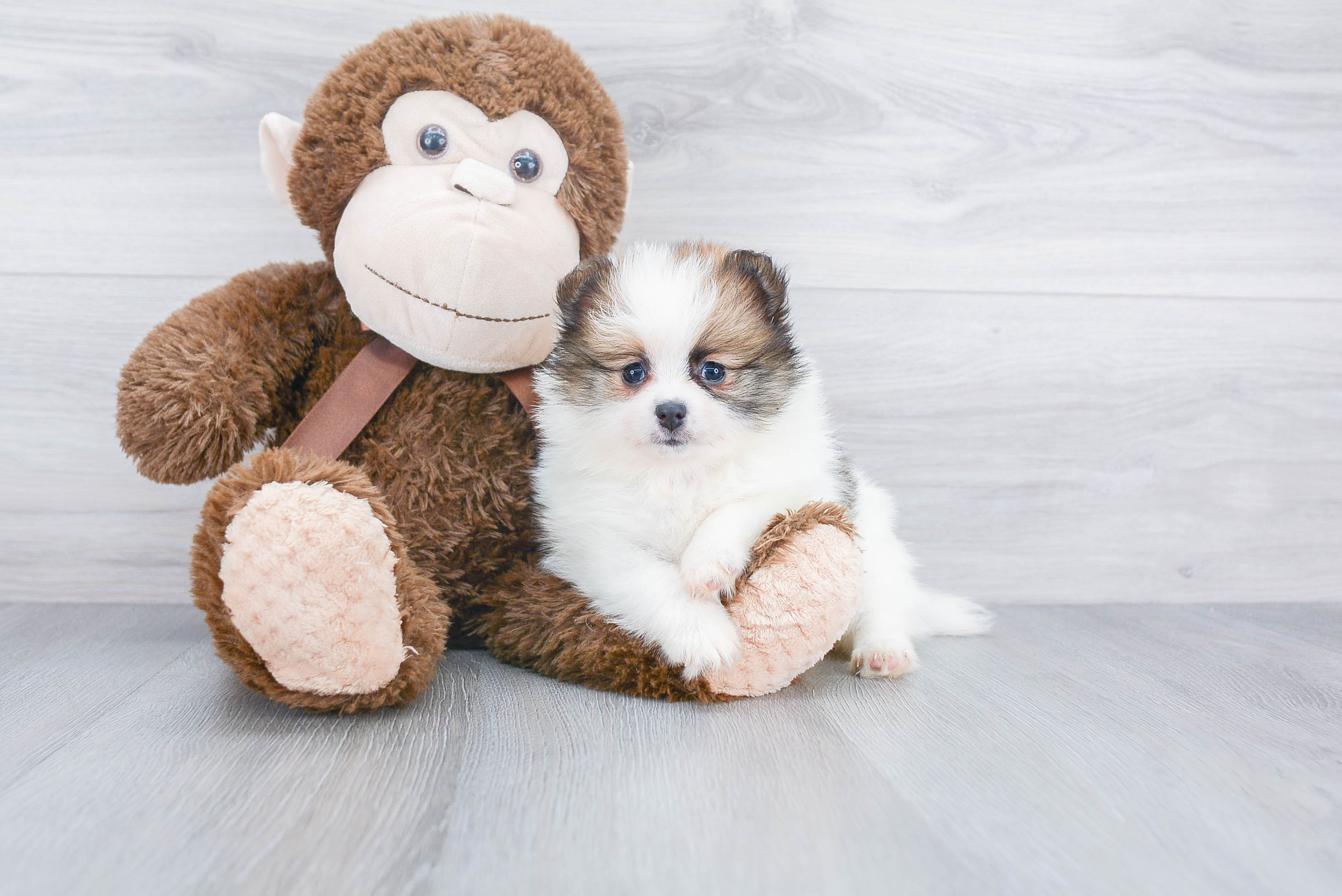 Pomeranian Pup Being Cute