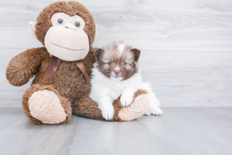 Fluffy Pomeranian Purebred Puppy